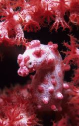 pygmy face,wakatobi 2004,F90+105mm+close up by Marco Wannenmacher 